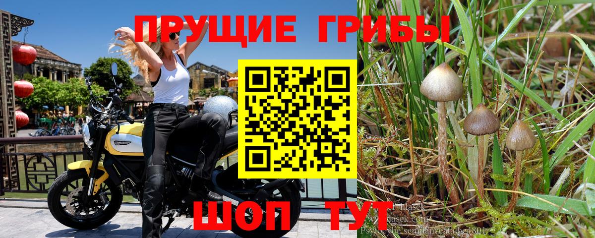 Псилоцибиновые грибы прущие грибы Видное